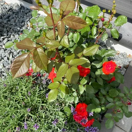 Luxurioeses Anita Mit Pool Und Sauna Nahe Timmendorfer Strand, Travemuende Und Luebeck بيت للعطل *